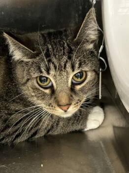 Little Bit -  Domestic Short Hair Cat for Adoption in Hamilton, Montana - Little Bit | PetCurious