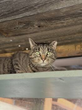 Ghost Pepper -  Domestic Short Hair Cat for Adoption in Tipp City, Ohio - Ghost Pepper | PetCurious
