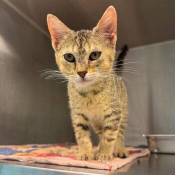 Bumble Bee -  Domestic Short Hair Cat for Adoption in Englewood, Florida - Bumble Bee | PetCurious