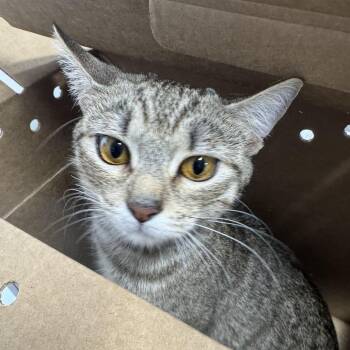 Kiou -  Domestic Short Hair Cat for Adoption in Newark, New Jersey - Kiou | PetCurious