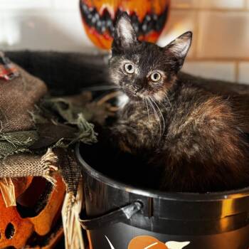 Fancy Nancy -  Domestic Short Hair Cat for Adoption in Belleville, Illinois - Fancy Nancy | PetCurious