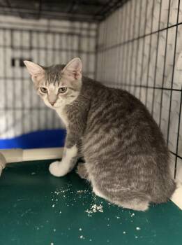Domestic Medium Hair Cats Available for Adoption in Hartford City, Indiana - Arizona | PetCurious
