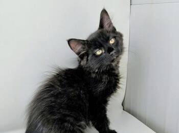Shamrock -  Domestic Long Hair Cat for Adoption in Fishkill, New York - Shamrock | PetCurious