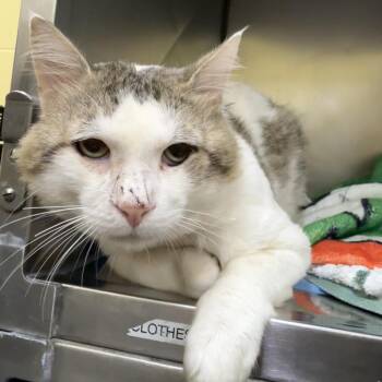 Fred -  Domestic Short Hair Cat for Adoption in Dover, New Hampshire - Fred | PetCurious