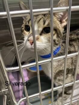 Silverado -  Domestic Short Hair Cat for Adoption in Hobart, Indiana - Silverado | PetCurious