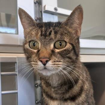 Lovely -  Domestic Medium Hair Cat for Adoption in Reno, Nevada - Lovely | PetCurious