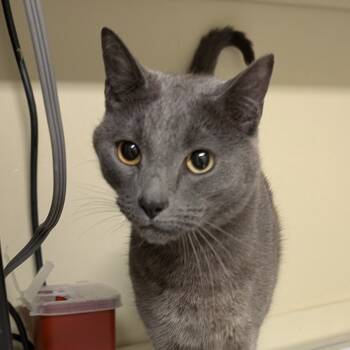 Rescue Domestic Short Hair Cats for Adoption in Spokane, Washington - Boo | PetCurious