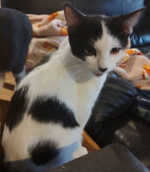 Rescue Domestic Short Hair Cats for Adoption in Phoenix, Arizona - Charlie | PetCurious