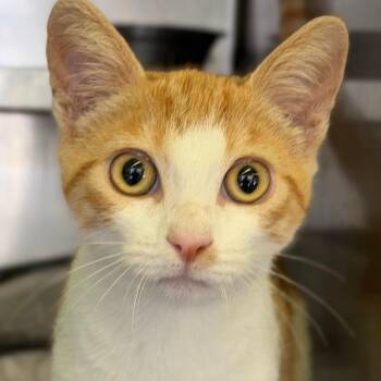 Teggy -  Domestic Short Hair Cat for Adoption in Los Angeles, California - Teggy | PetCurious