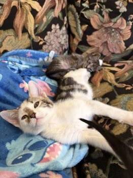 91922a Mango-PetSmart North Charleston -  Domestic Short Hair Cat for Adoption in North Charleston, South Carolina - 91922a Mango-PetSmart North Charleston | PetCurious