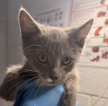 Lilo -  Domestic Short Hair Cat for Adoption in Golden, Colorado - Lilo | PetCurious