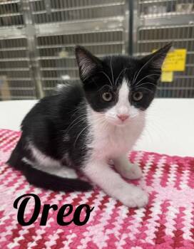 Oreo -  Domestic Short Hair Cat for Adoption in Manistee, Michigan - Oreo | PetCurious