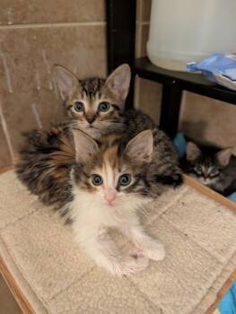Piccolo26 -  Domestic Medium Hair Cat Available for Adoption in Youngsville, North Carolina - Piccolo26 | PetCurious