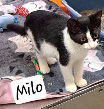 Milo (FCID# 07/20/2026 - 555 Brandywine PS) KC -  Domestic Short Hair Cat for Adoption in Greenville, Delaware - Milo (FCID# 07/20/2026 - 555 Brandywine PS) KC | PetCurious