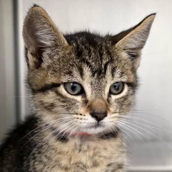 Sundae -  Domestic Short Hair Cat for Adoption in Goleta, California - Sundae | PetCurious
