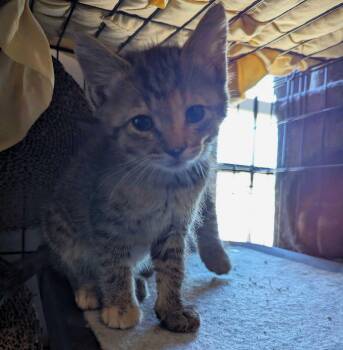 Domestic Short Hair Cats Available for Adoption in Seven Valleys, Pennsylvania - Mojito | PetCurious