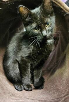 Bo Peep -  Domestic Short Hair Cat Available for Adoption in Lovingston, Virginia - Bo Peep | PetCurious