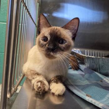 Chloe -  Siamese Cat for Adoption in Parkersburg, West Virginia - Chloe | PetCurious