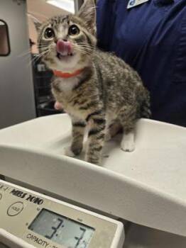 Mandarin -  Domestic Short Hair Cat for Adoption in Roseville, California - Mandarin | PetCurious