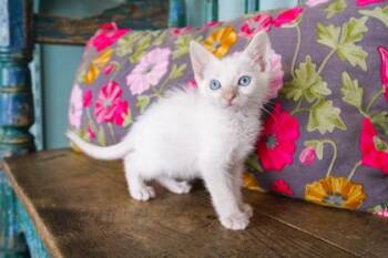 Odysseus -  Domestic Short Hair Cat for Adoption in San Antonio, Texas - Odysseus | PetCurious