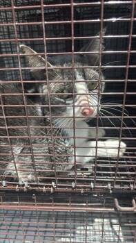 A660439 -  Domestic Short Hair Cat for Adoption in Houston, Texas - A660439 | PetCurious