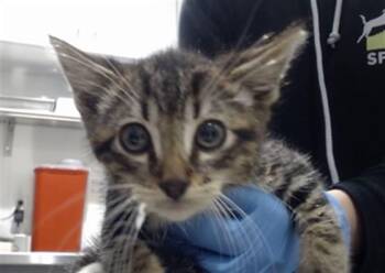 RONNIE -  Domestic Short Hair Cat Available for Adoption in San Francisco, California - RONNIE | PetCurious