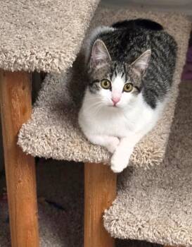 Valerie - Van Halen Litter -  Tabby Cat for Adoption in Anthem, Arizona - Valerie - Van Halen Litter | PetCurious