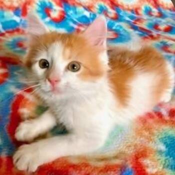 Johnny -  Domestic Long Hair Cat for Adoption in Warrensburg, Missouri - Johnny | PetCurious