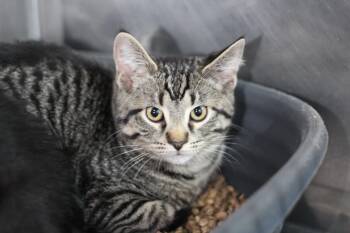 Domestic Short Hair Cats Available for Adoption - Razz | PetCurious