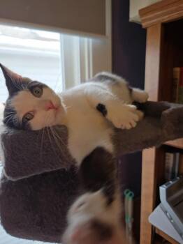 Domestic Short Hair Cats Available for Adoption - Sabastian | PetCurious