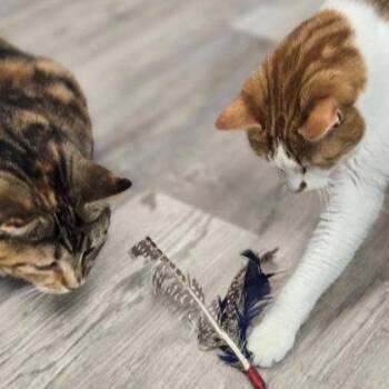 Maggie -  Domestic Short Hair Cat for Adoption in Hudson, Massachusetts - Maggie | PetCurious