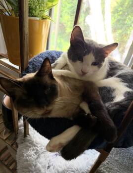 Travis and Smores -  Domestic Short Hair and Siamese Cat for Adoption in Oceanside, California - Travis And Smores | PetCurious