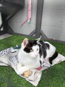 Domestic Short Hair Cats Available for Adoption in Chester, South Carolina - CHRISTOS | PetCurious