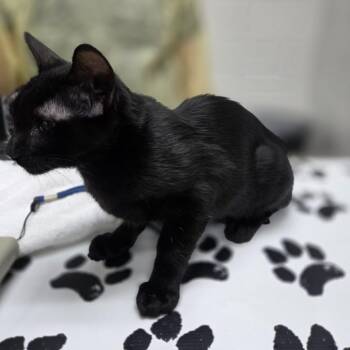 Curby -  Domestic Short Hair Cat for Adoption in Incline Village, Nevada - Curby | PetCurious