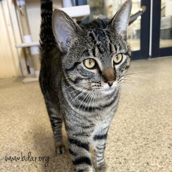 Tubs -  Domestic Short Hair Cat for Adoption in Cheyenne, Wyoming - Tubs | PetCurious
