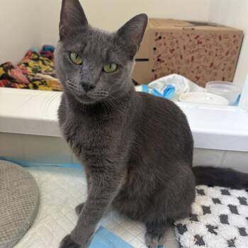 MISTIK -  Domestic Short Hair Cat for Adoption in Barnstable, Massachusetts - MISTIK | PetCurious