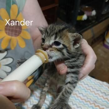 Xander -  Domestic Short Hair Cat for Adoption in Gainesville, Florida - Xander | PetCurious