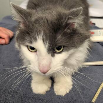 Mac (Holland Cat Cove) -  Domestic Long Hair Cat Available for Adoption in West Olive, Michigan - Mac (Holland Cat Cove) | PetCurious
