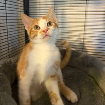 Domestic Short Hair Cats Available for Adoption in Hanna City, Illinois - Wrangler | PetCurious
