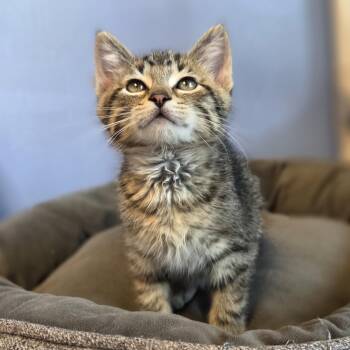 Are You Listening Yet -  Domestic Short Hair Cat Available for Adoption in Brookings, South Dakota - Are You Listening Yet | PetCurious