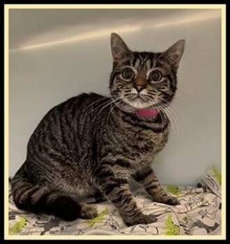 Domestic Short Hair Cats Available for Adoption in Peoria, Illinois - BOBBY | PetCurious