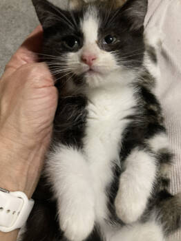 Rescue Domestic Short Hair Cats for Adoption in St. Cloud, Minnesota - Dixon | PetCurious