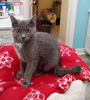 Yzma - loving & playful -  Russian Blue and Domestic Short Hair Cat for Adoption in Hendersonville, Tennessee - Yzma - Loving & Playful | PetCurious