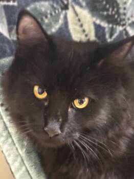 Domestic Medium Hair Cats Available for Adoption - Molasses | PetCurious