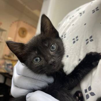 Berkeley -  Domestic Short Hair Cat for Adoption in Los Angeles, California - Berkeley | PetCurious