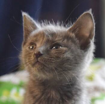 Savanna -  Russian Blue Cat for Adoption in Bulverde, Texas - Savanna | PetCurious