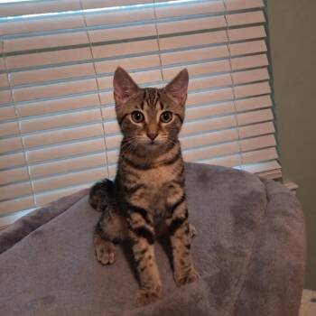 Honey -  Domestic Short Hair and Tabby Cat for Adoption in Mastic, New York - Honey | PetCurious