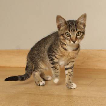Miranda C70759 -  Domestic Short Hair Cat for Adoption in Minnetonka, Minnesota - Miranda C70759 | PetCurious