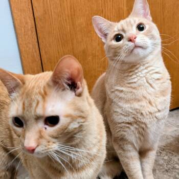 Rescue Domestic Short Hair Cats for Adoption in Rochester, Minnesota - George | PetCurious