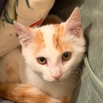 Sunny Skipper -  Domestic Short Hair Cat for Adoption in Hopkinton, Massachusetts - Sunny Skipper | PetCurious
